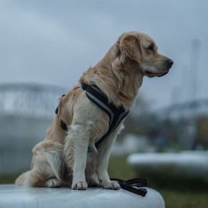 DINGO Szelki Active Aspen - czarne