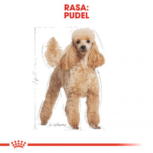 ROYAL CANIN Poodle Adult