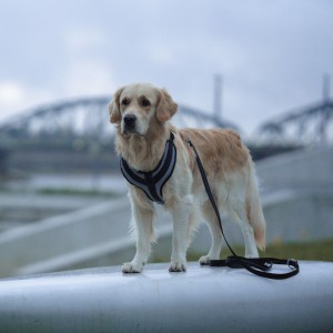 DINGO Szelki Active - Aspen