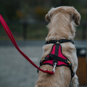 DINGO Szelki Active - London