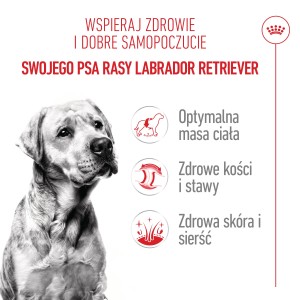ROYAL CANIN Labrador Retriever Adult