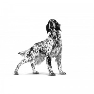 ROYAL CANIN Veterinary Dog Hypoallergenic Moderate Calorie 1,5kg