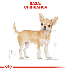 ROYAL CANIN Chihuahua Adult karma sucha dla psów dorosłych rasy chihuahua