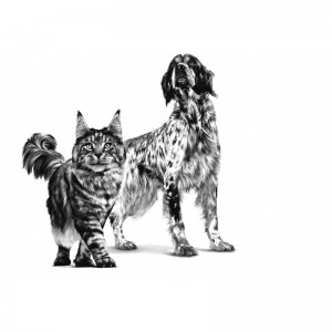 ROYAL CANIN Veterinary Cat Dog Recovery Mousse 195g