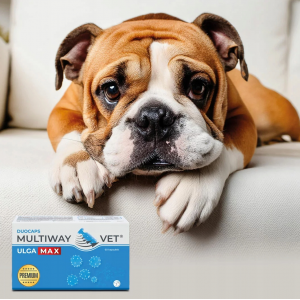 POLISEPT VET Multiway vet duocaps ulga max 60 kaps.