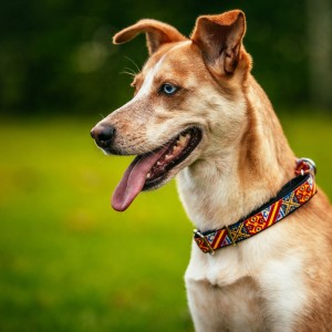  DINGO Obroża Martingale City Spain