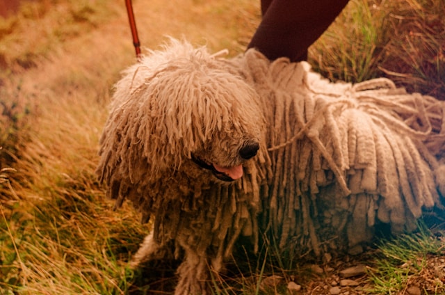 Komondor - duża rasa psów z włosami