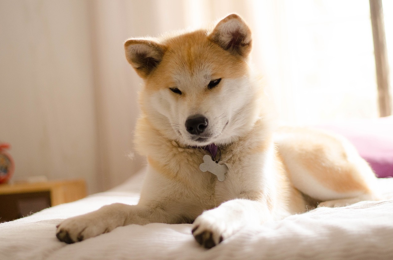 Akita Inu - pielęgnacja