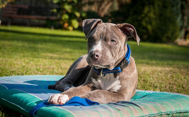 Amstaff - usposobienie - zoozone.pl