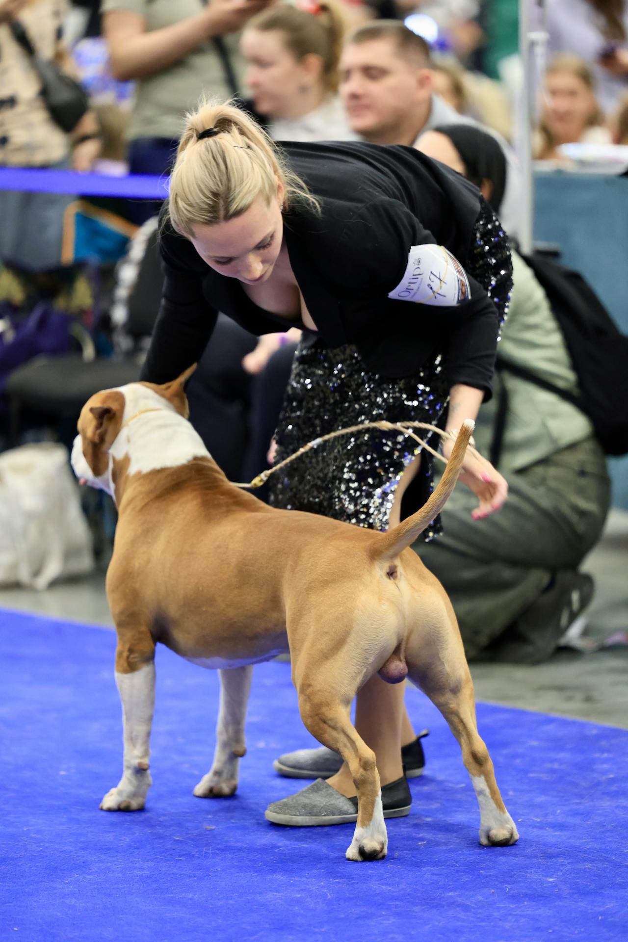 Amstaff wzorzec rasy - zoozone.pl