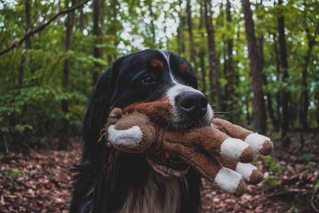 Berneński pies pasterski - długość życia rasy