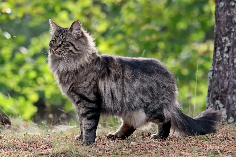 Norweski kot leśny - opis rasy