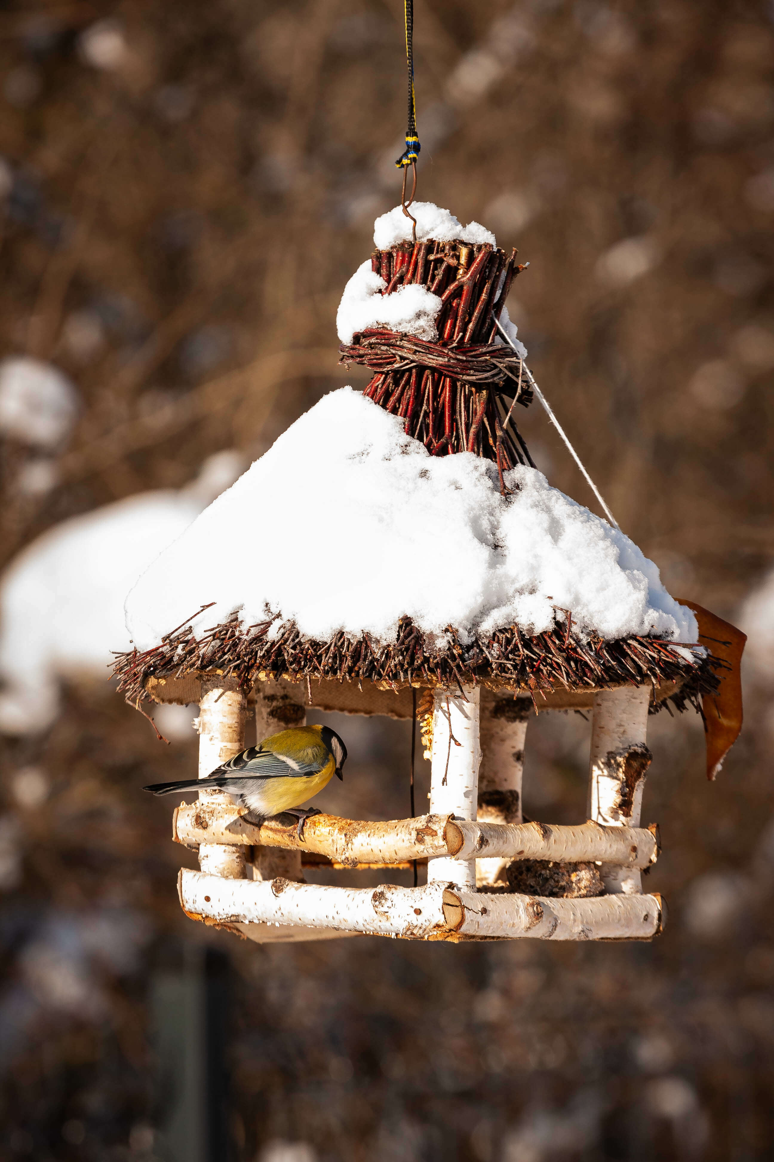 Ptaki zimujące w Polsce - Zoozone