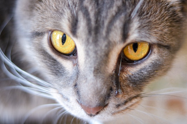 Ropa w oku kota - infekcja zapalenia spojówek